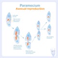 Paramecium asexual reproduction scheme. Protozoa transverse. Paramecium division